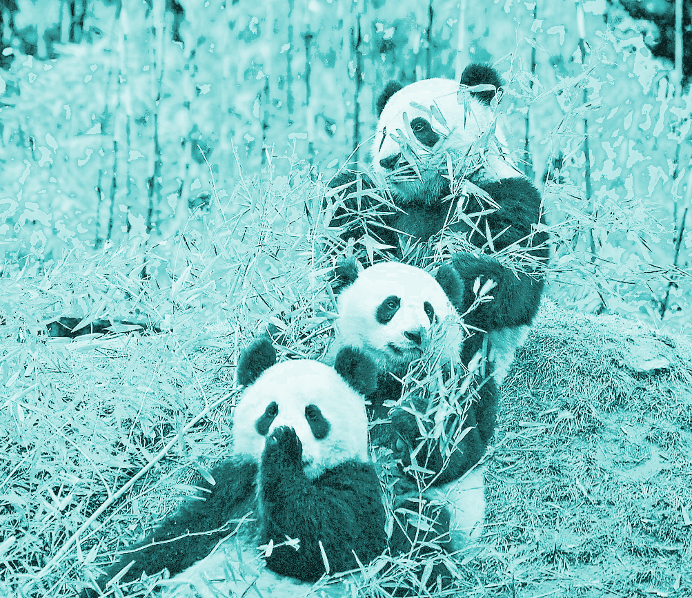 Pandas eating bamboo